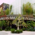 Dallas Aquariums: Excellent for Exploring Marine Life