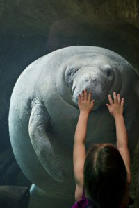 A manatee swimming at the Dallas World Aquarium Photo credit: Laura Seewoester-Bute 