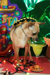 margaritadog-thumb-250x375